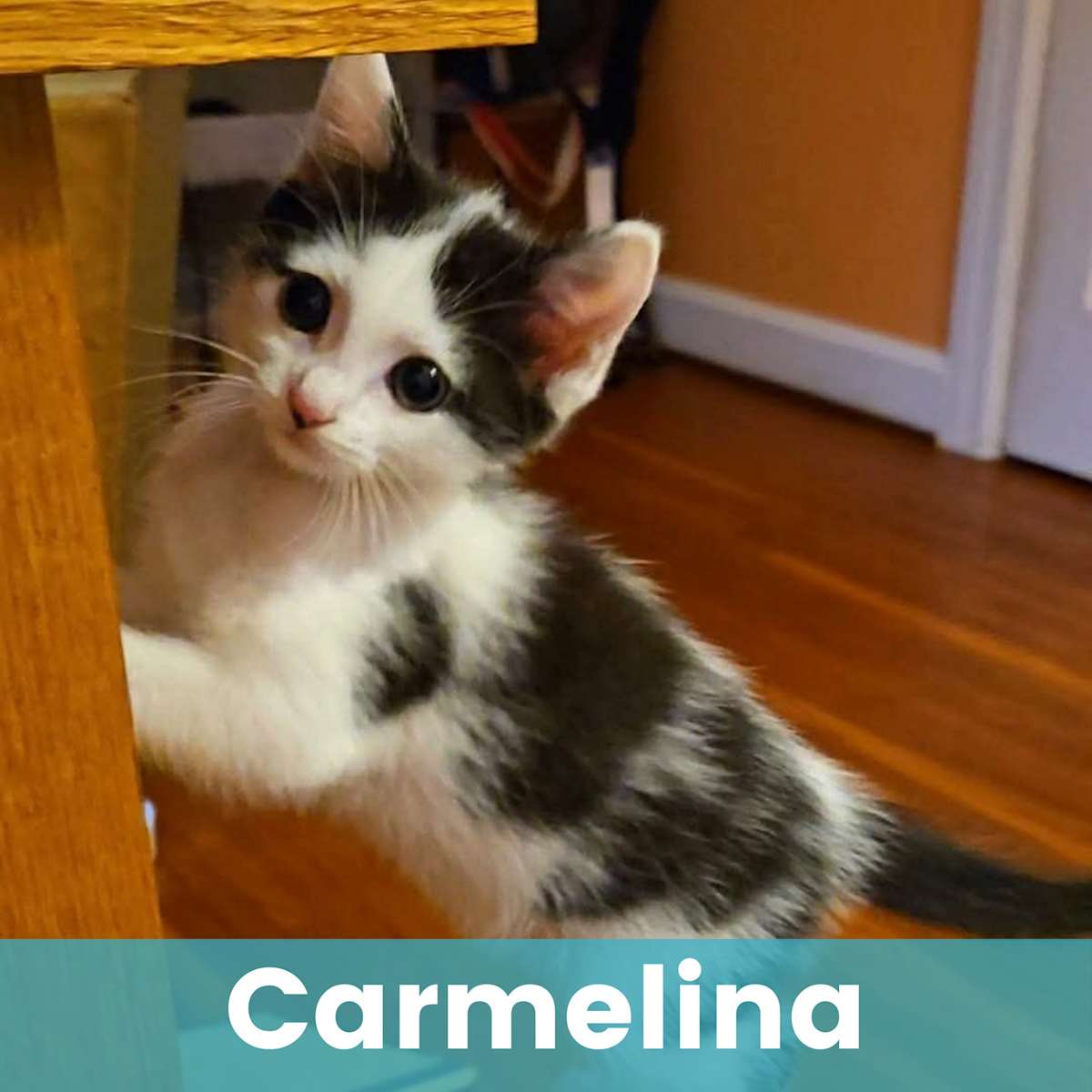 CARMELINA - Domestic Shorthair available for adoption