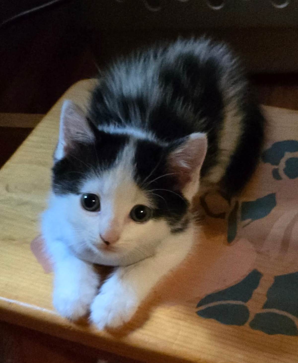 CARMELINA - Domestic Shorthair available for adoption