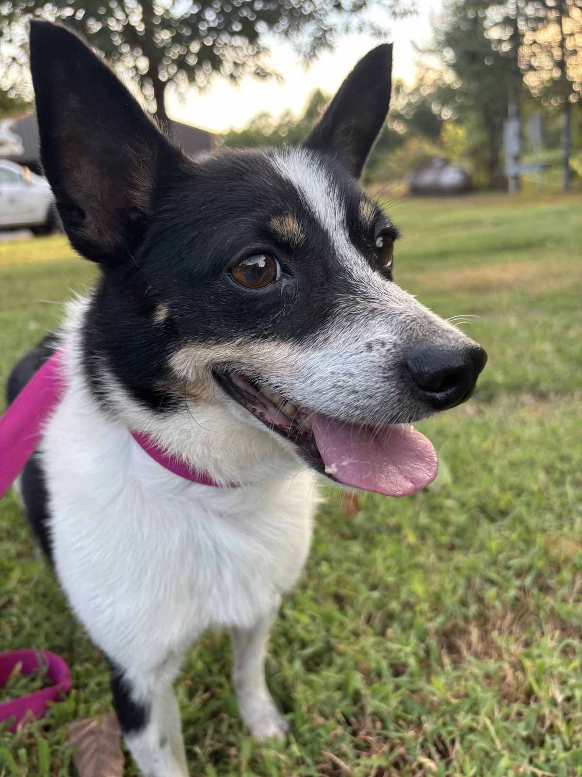 RIVER - Australian Cattle Dog / Corgi available for adoption