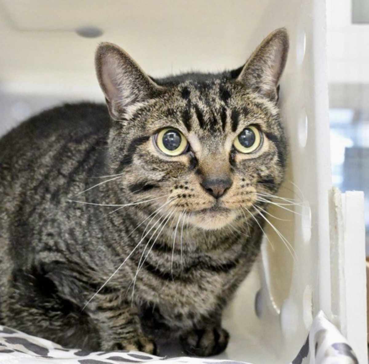 ZOEY - Domestic Shorthair available for adoption