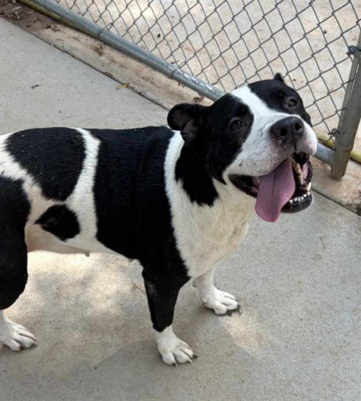 NAOMI - American Pit Bull Terrier available for adoption