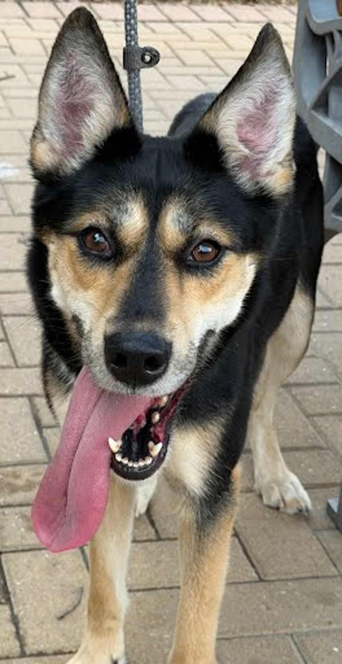 STELLA - German Shepherd Dog available for adoption