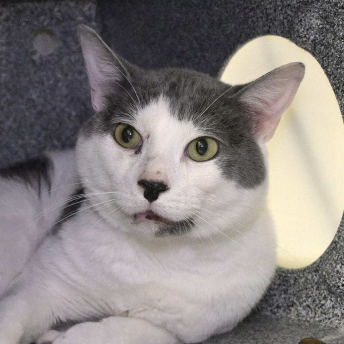 CLOUD - Domestic Mediumhair available for adoption