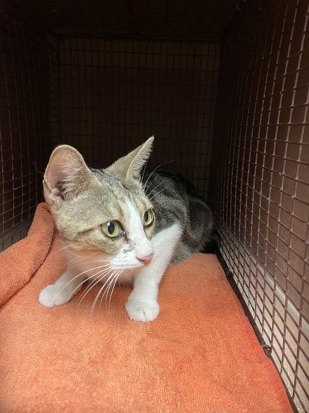 GISELLE - Domestic Shorthair available for adoption