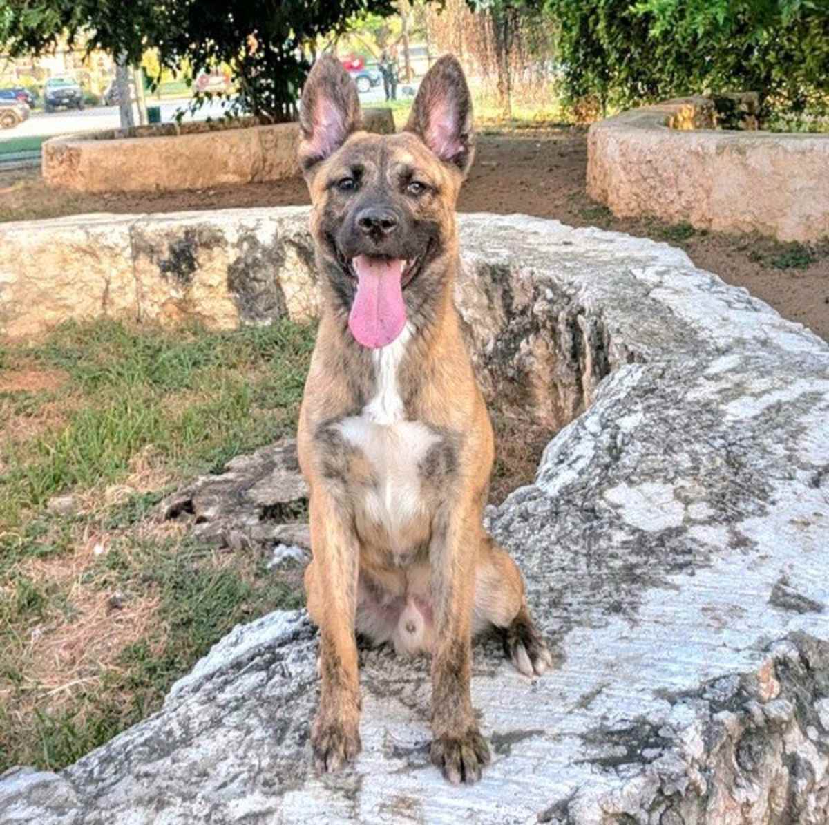 BRUNO - Dutch Shepherd available for adoption