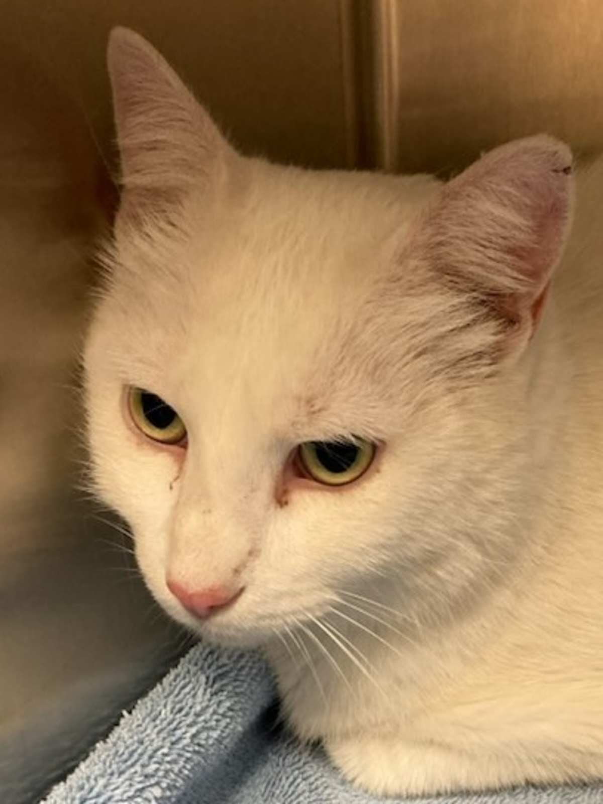 ASH - Domestic Shorthair available for adoption