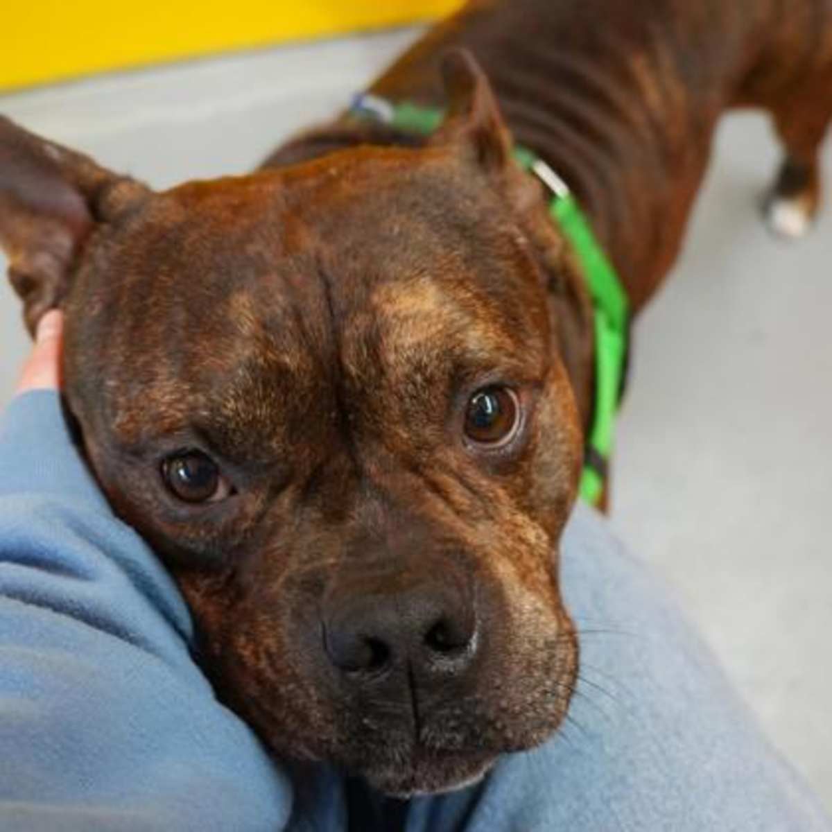 BUTTERFLY - Mixed Breed (Medium) available for adoption