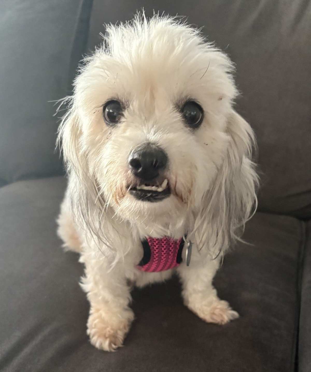 CEREZA - Shih Tzu / Lhasa Apso available for adoption