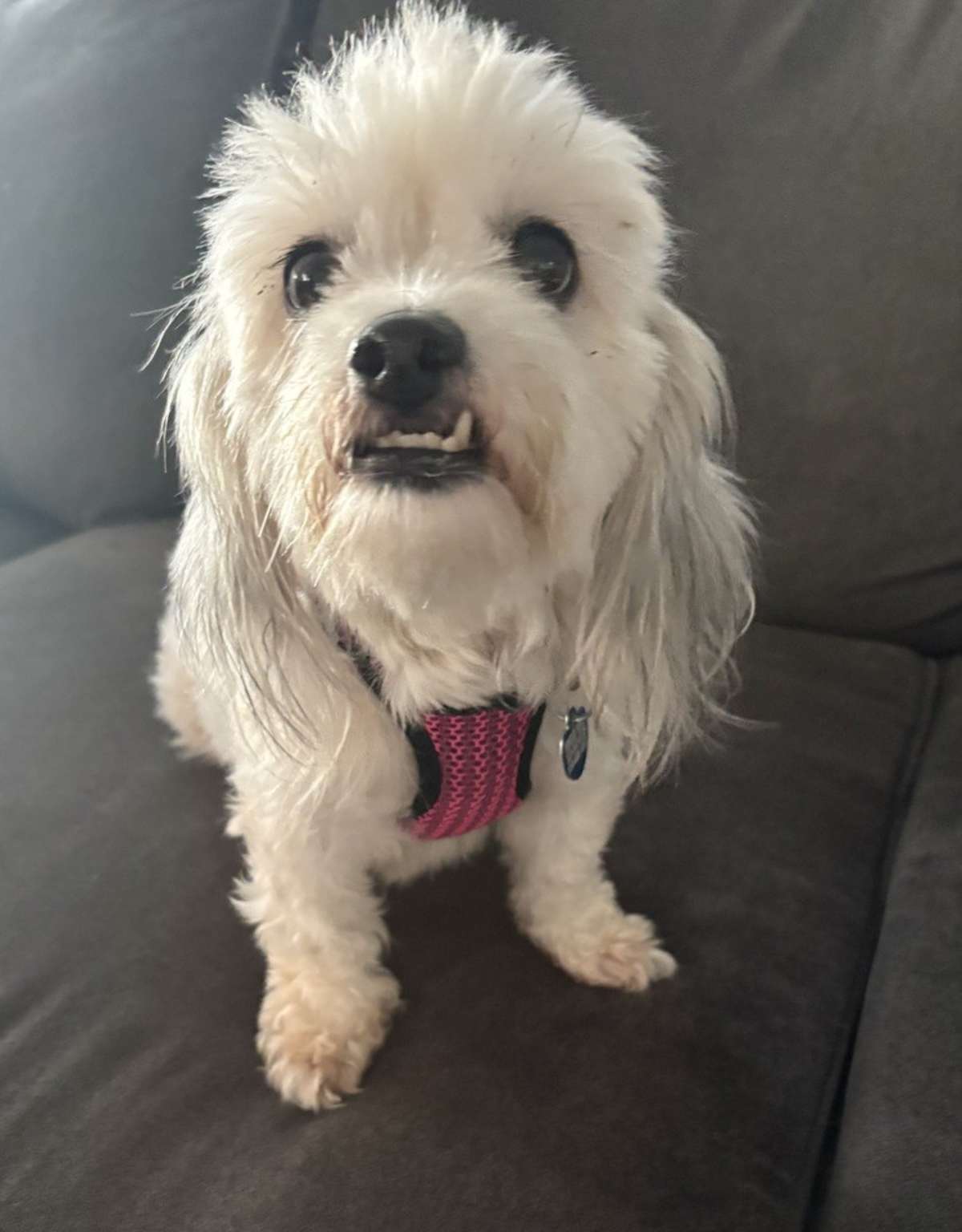 CEREZA - Shih Tzu / Lhasa Apso available for adoption