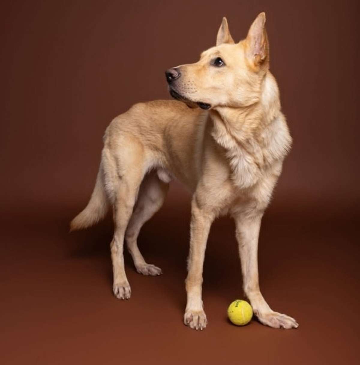 OSCAR - Anatolian Shepherd available for adoption
