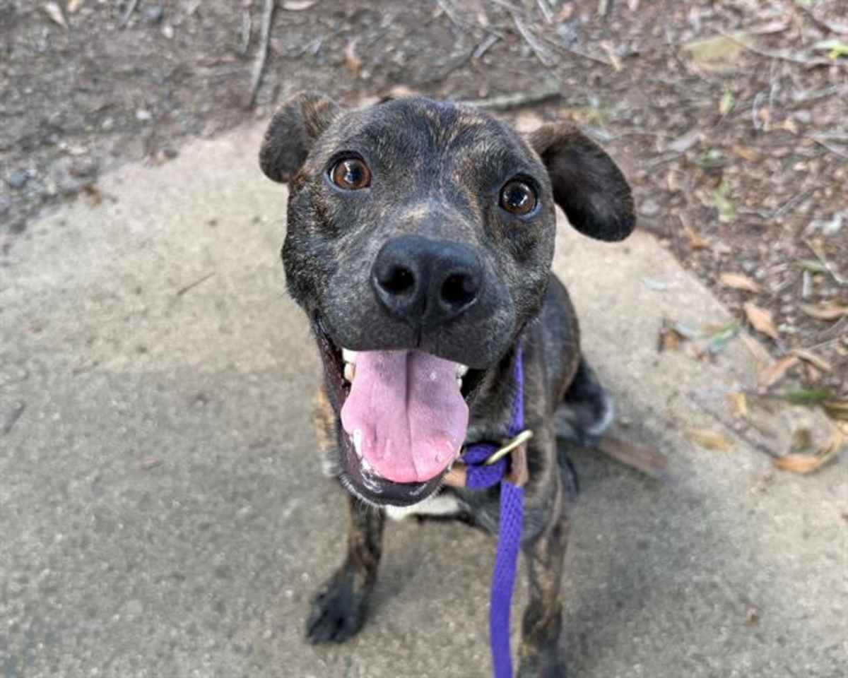 MIA - Mixed Breed (Medium) available for adoption