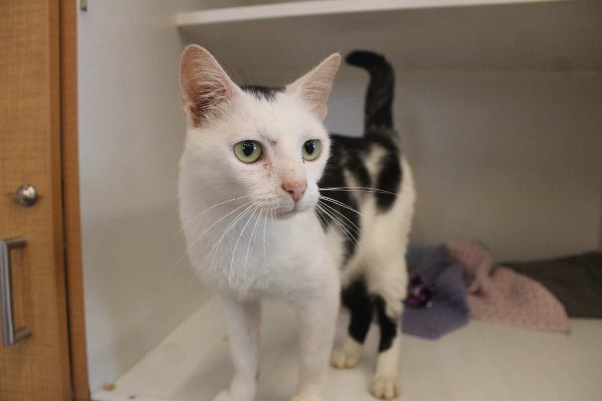 CORNELIA KERNELTON - Domestic Shorthair available for adoption