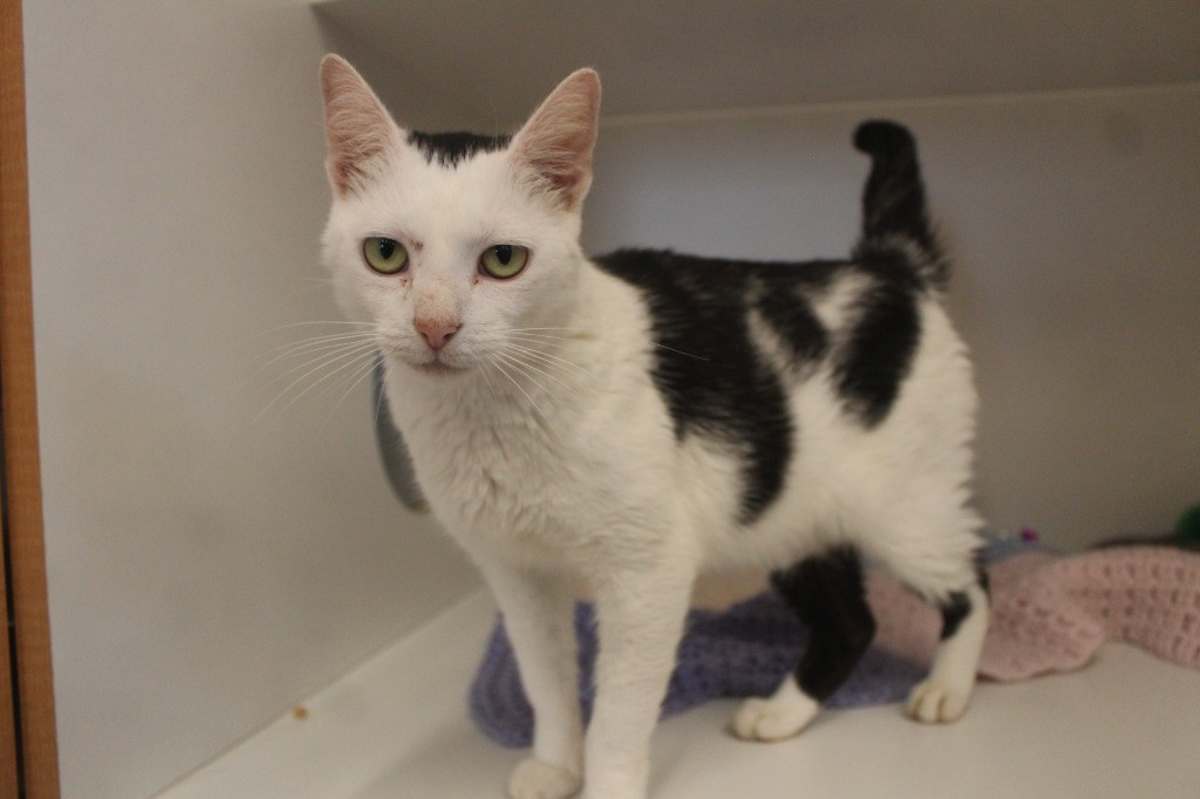CORNELIA KERNELTON - Domestic Shorthair available for adoption