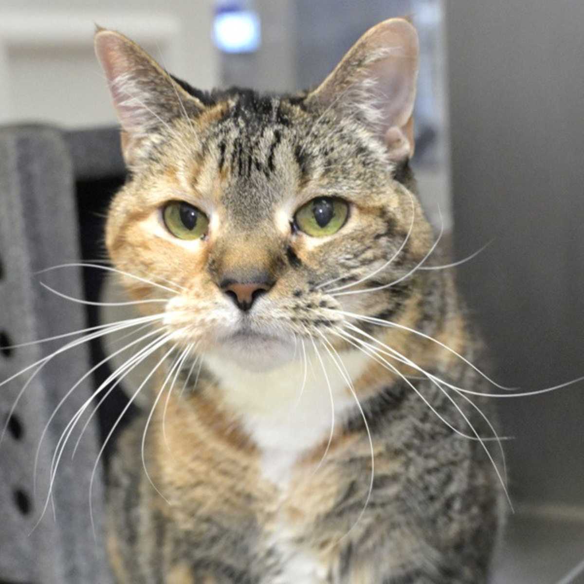 ZENA MAY - Domestic Shorthair available for adoption