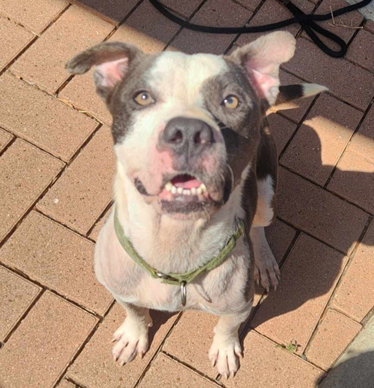 WINSTON - American Pit Bull Terrier available for adoption
