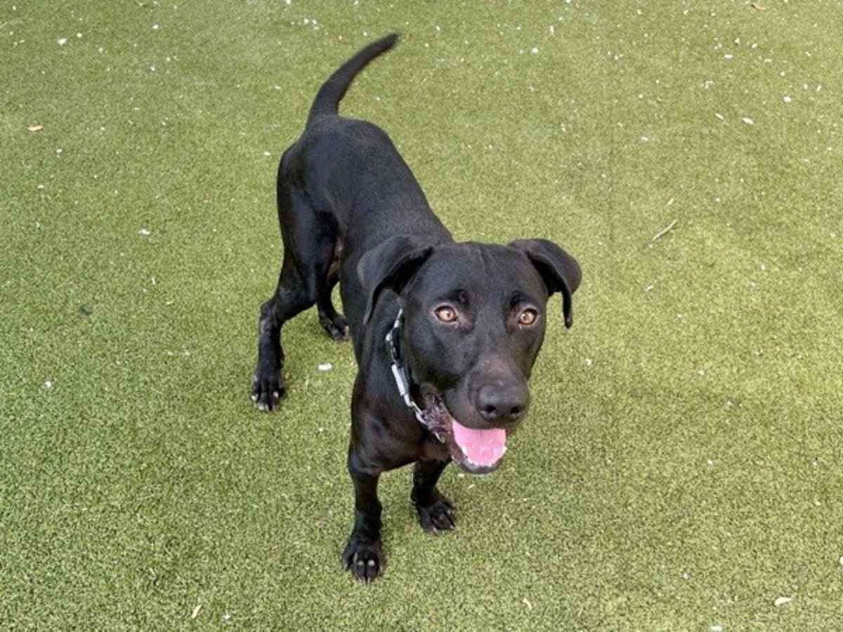 OLLIE - Labrador Retriever available for adoption