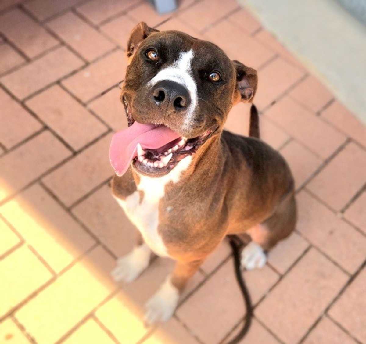 RAYA - American Staffordshire Terrier available for adoption