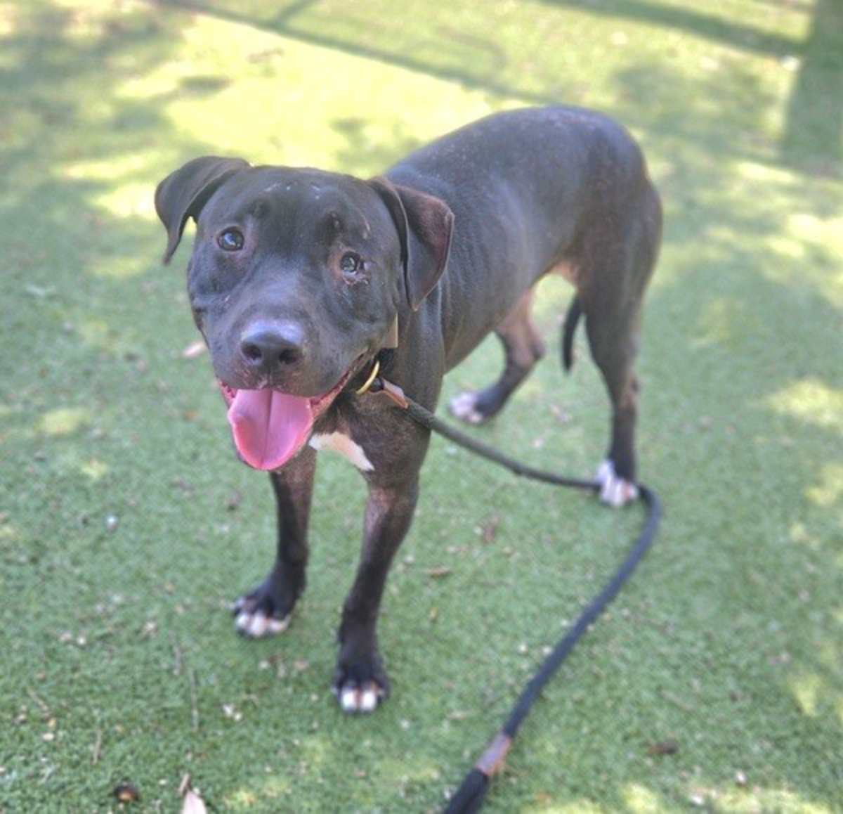 ARLO - Labrador Retriever available for adoption