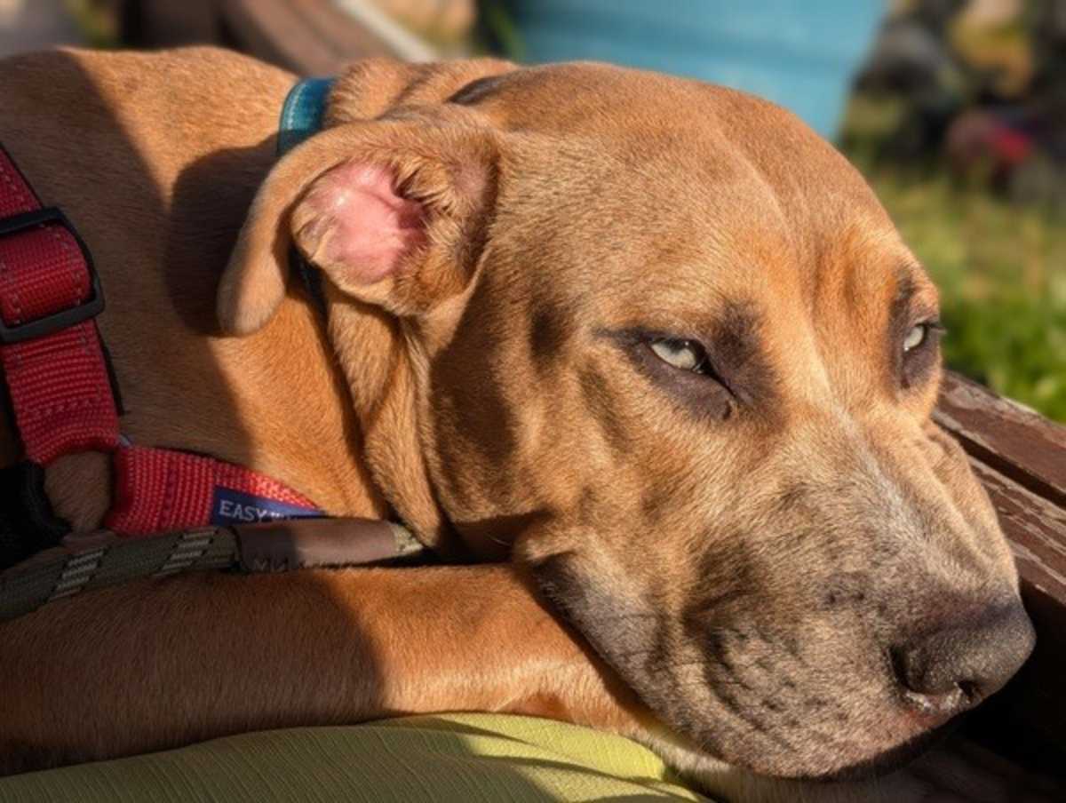 PEACH LEMONADE - American Pit Bull Terrier available for adoption