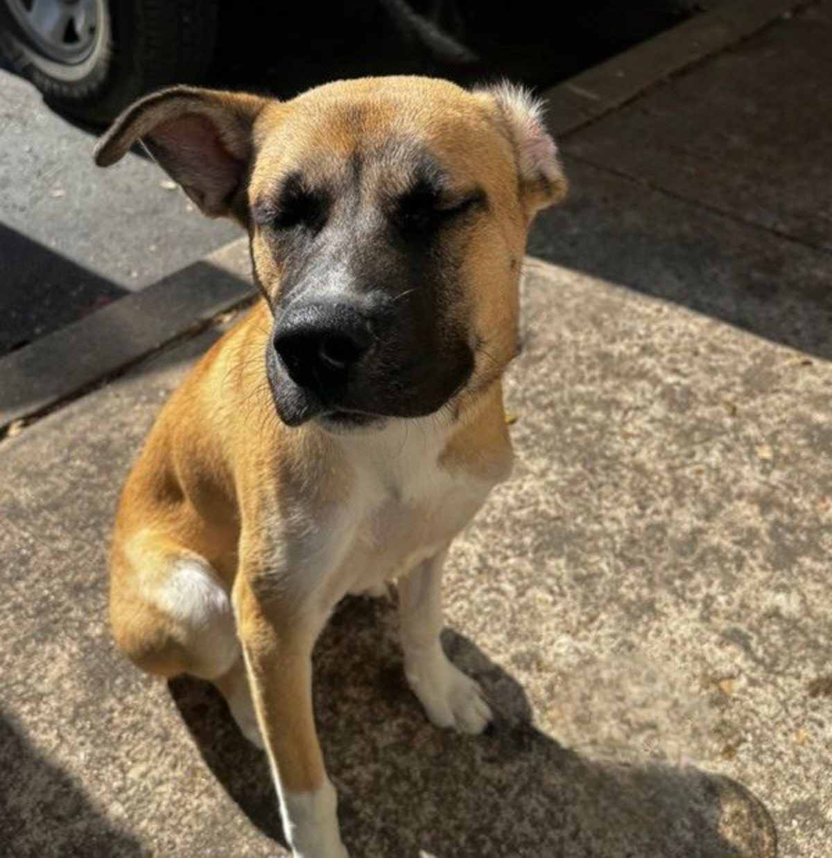 ALIDORO - German Shepherd Dog available for adoption