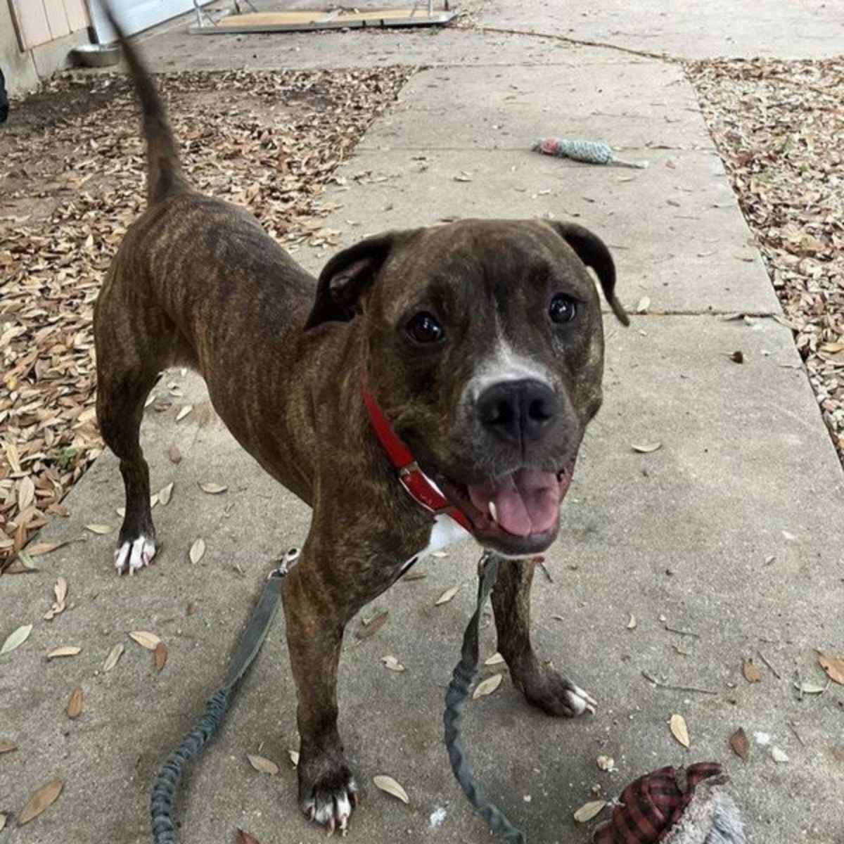ATHENA - American Pit Bull Terrier available for adoption