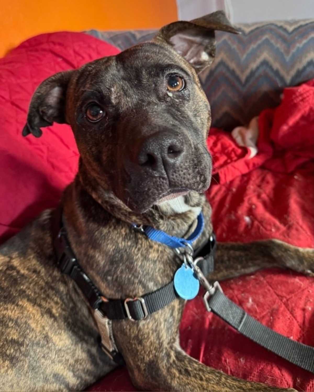 BABUSHKA - American Pit Bull Terrier available for adoption