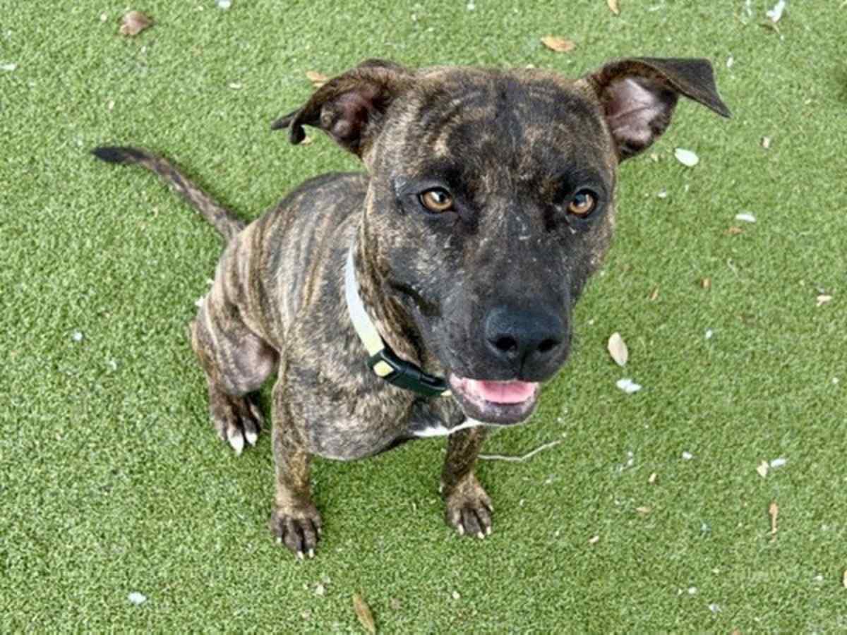 BABUSHKA - American Pit Bull Terrier available for adoption