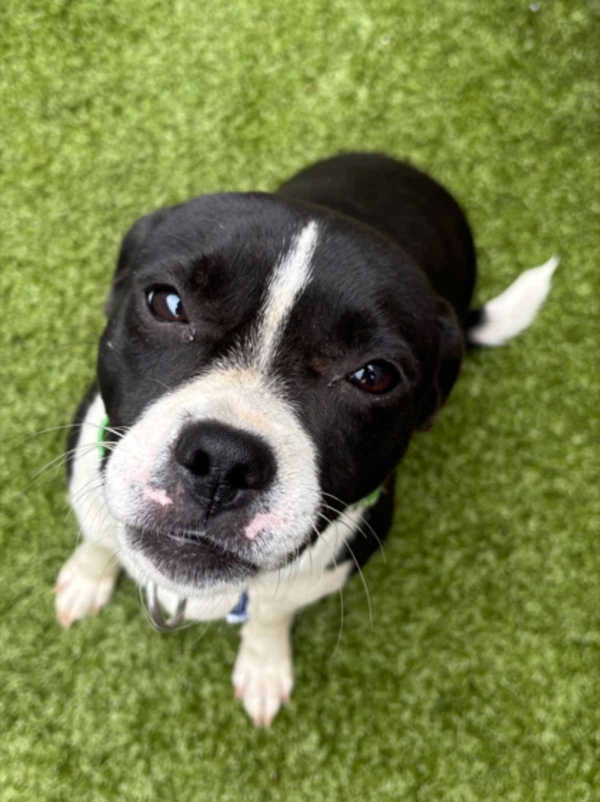 BELEN - Mixed Breed (Medium) available for adoption