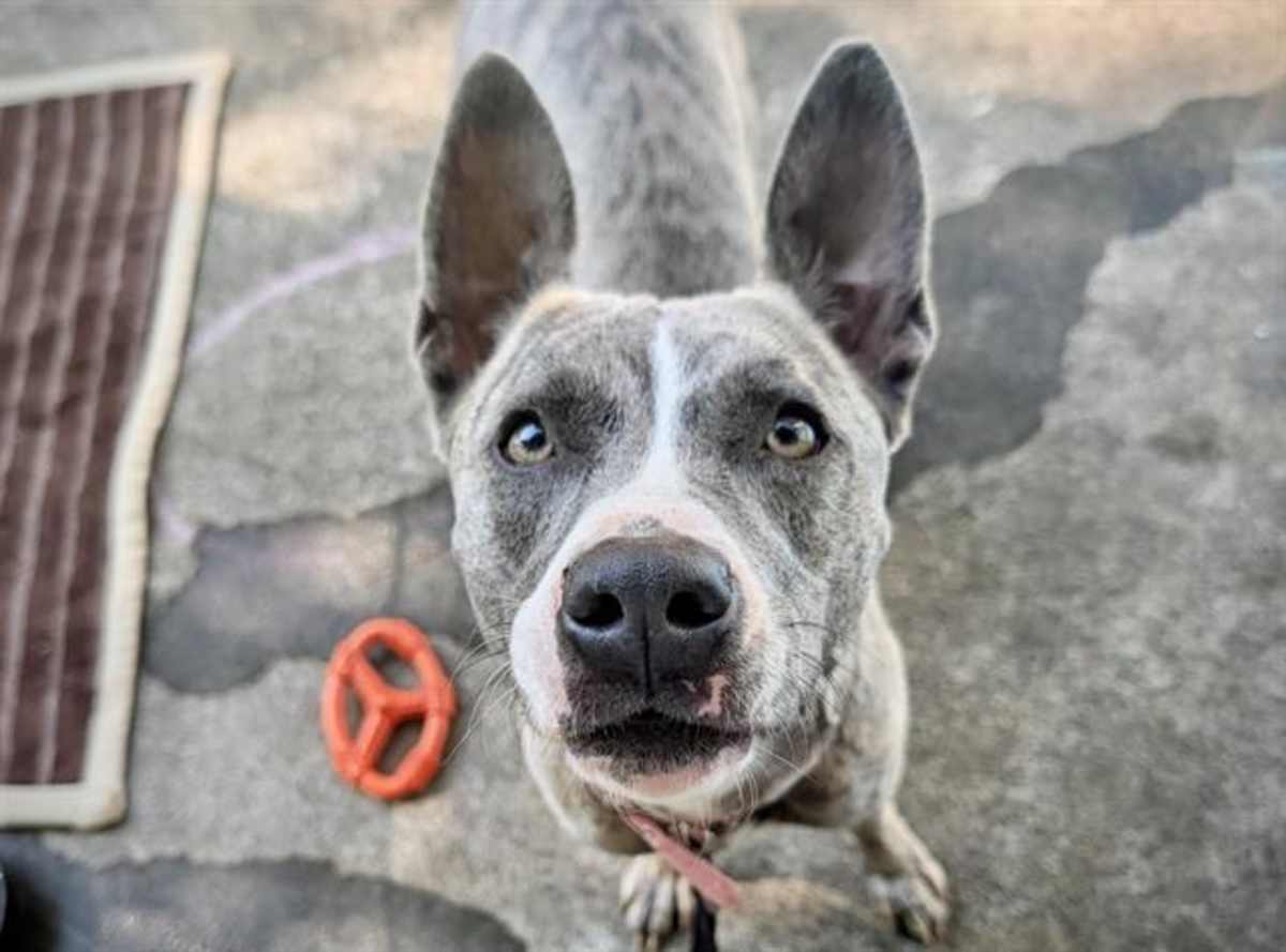 ZARA - Mixed Breed (Medium) available for adoption