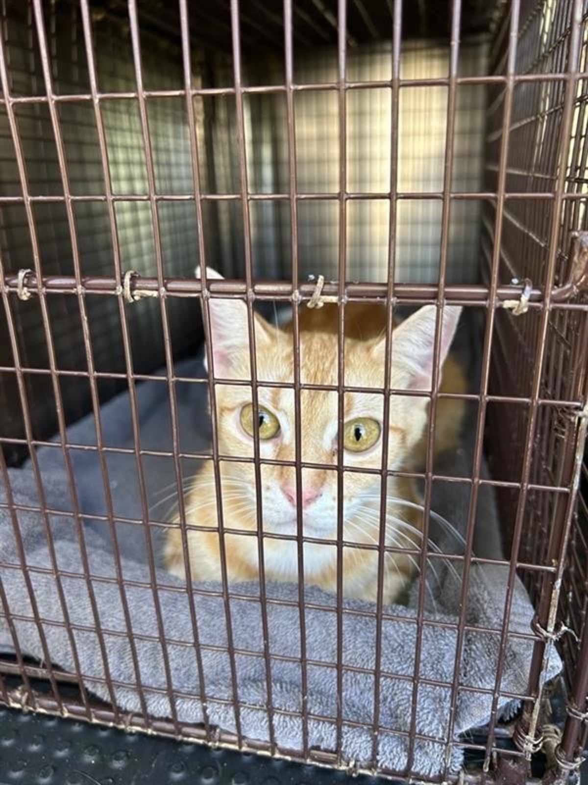 BIRRIA - Domestic Shorthair available for adoption