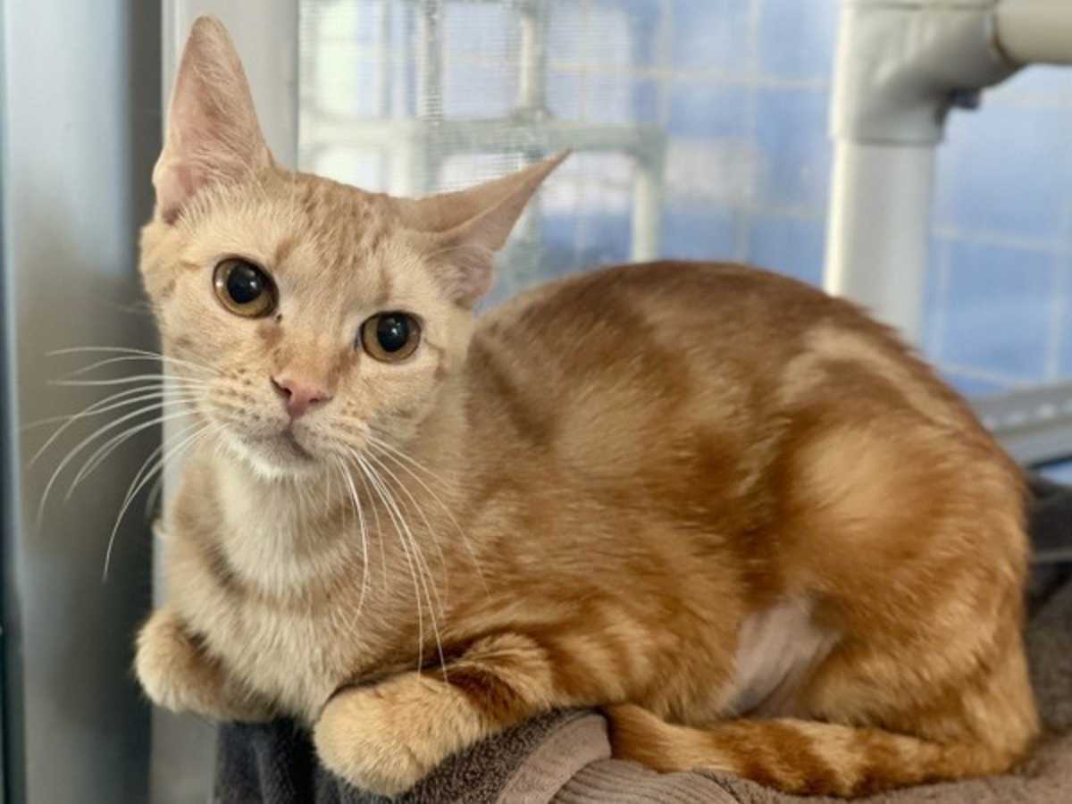 GORDITA - Domestic Shorthair available for adoption