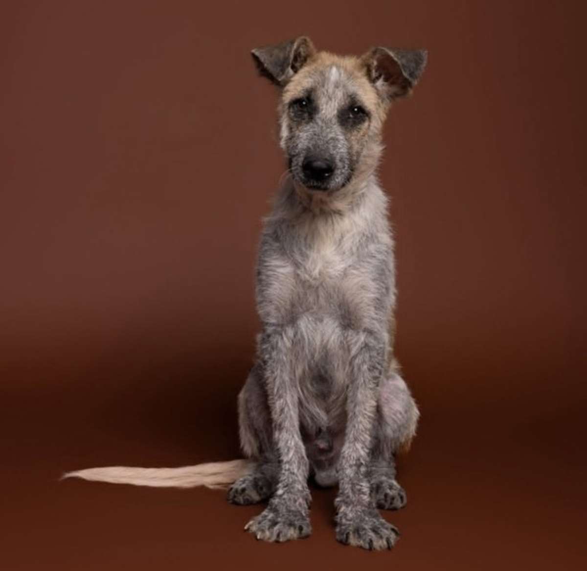 ARGOS - German Shepherd Dog available for adoption