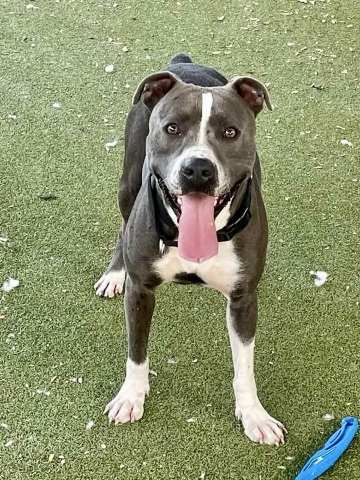 JOJO - American Pit Bull Terrier available for adoption