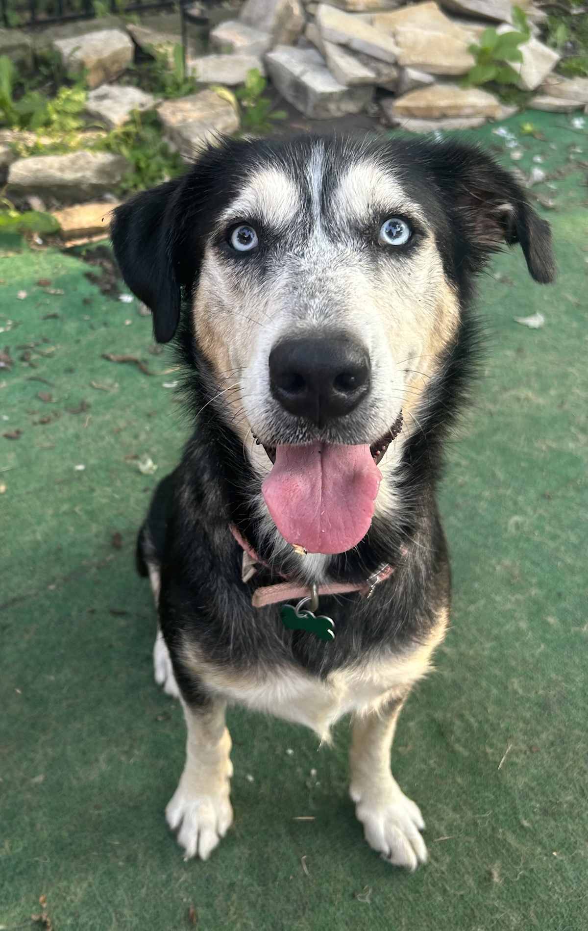JOSEFINA - Husky / Labrador Retriever available for adoption