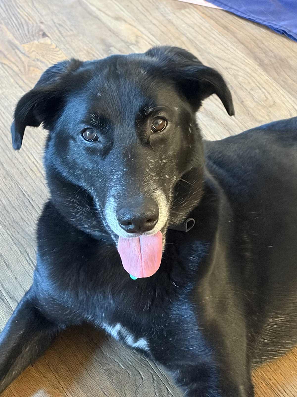 STAR - Labrador Retriever for adoption in Aurora