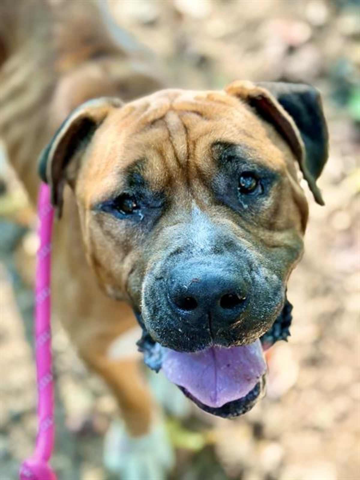 BARLEY - Mixed Breed (Medium) available for adoption