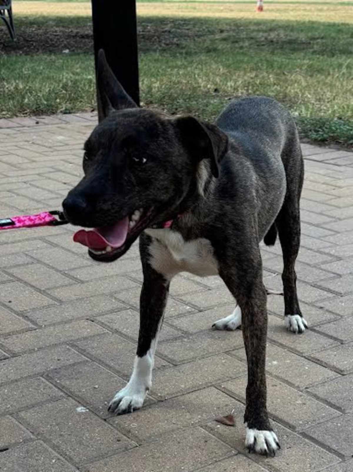 ESME - Plott Hound available for adoption