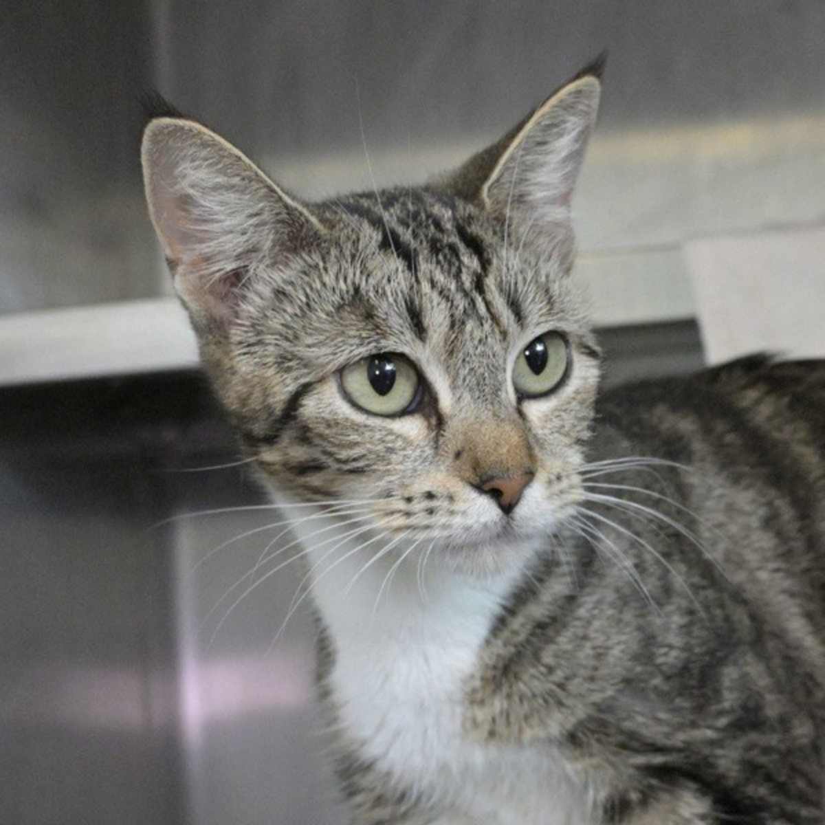 LINDITA - Domestic Shorthair available for adoption