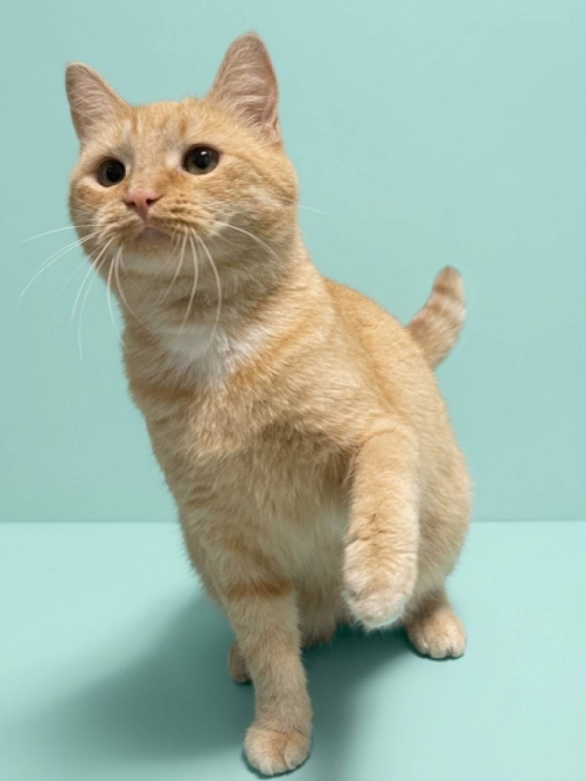 EVELYN - Domestic Shorthair for adoption in Greensboro