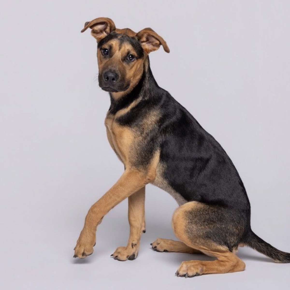 MALLORY - American Pit Bull Terrier available for adoption