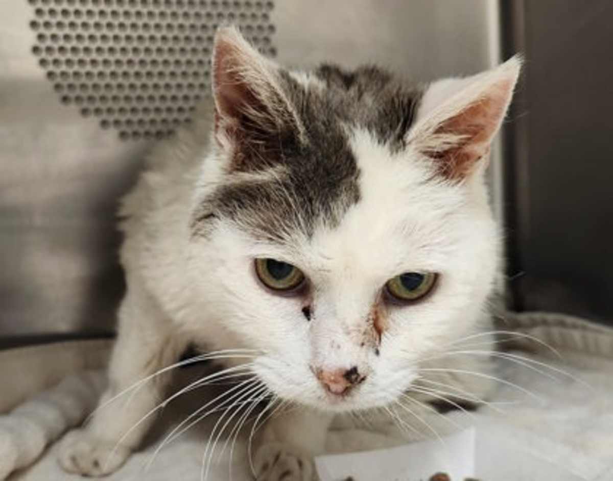 JM 1 - Domestic Shorthair available for adoption