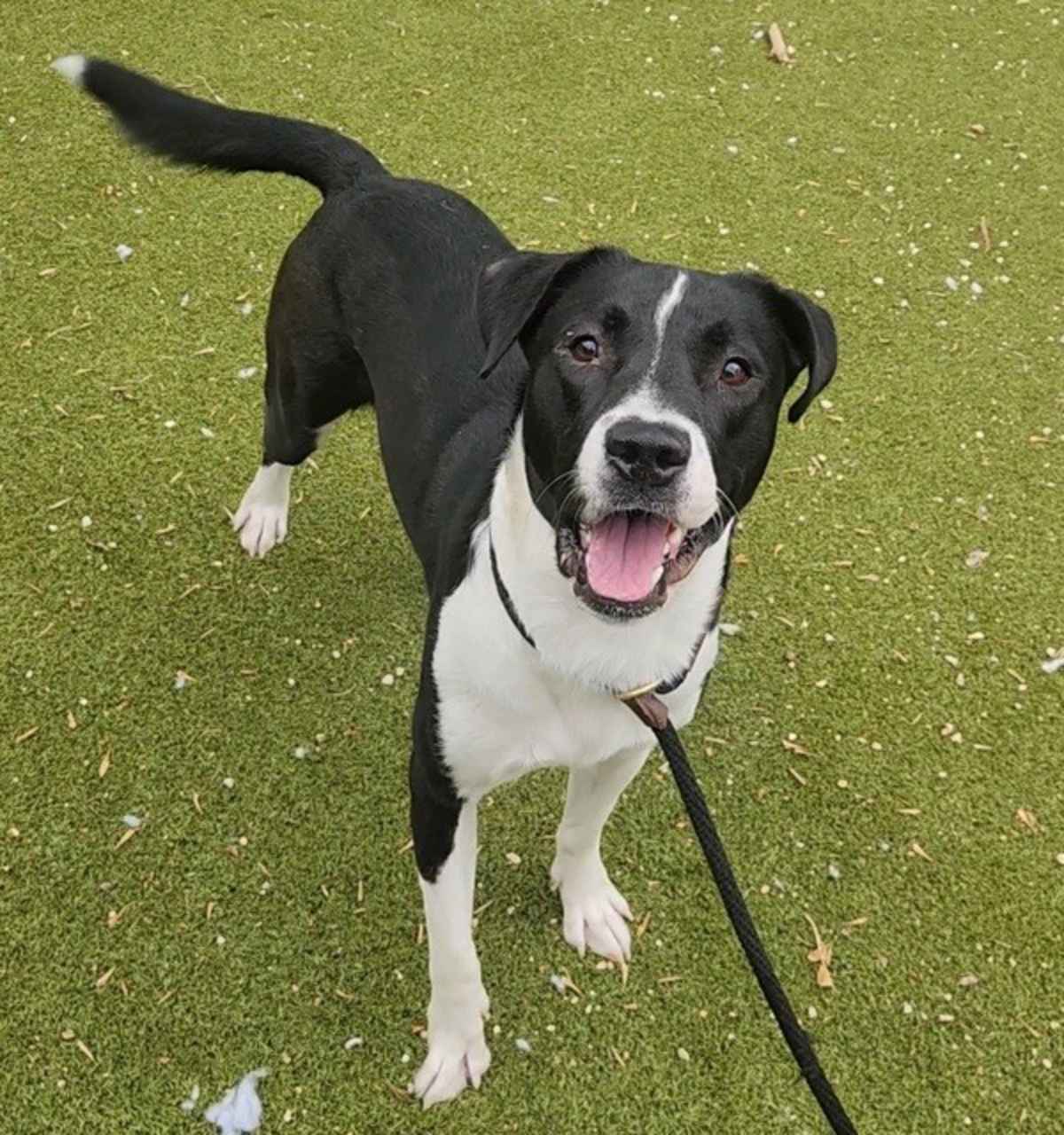 MARBLE - Border Collie / American Pit Bull Terrier available for adoption