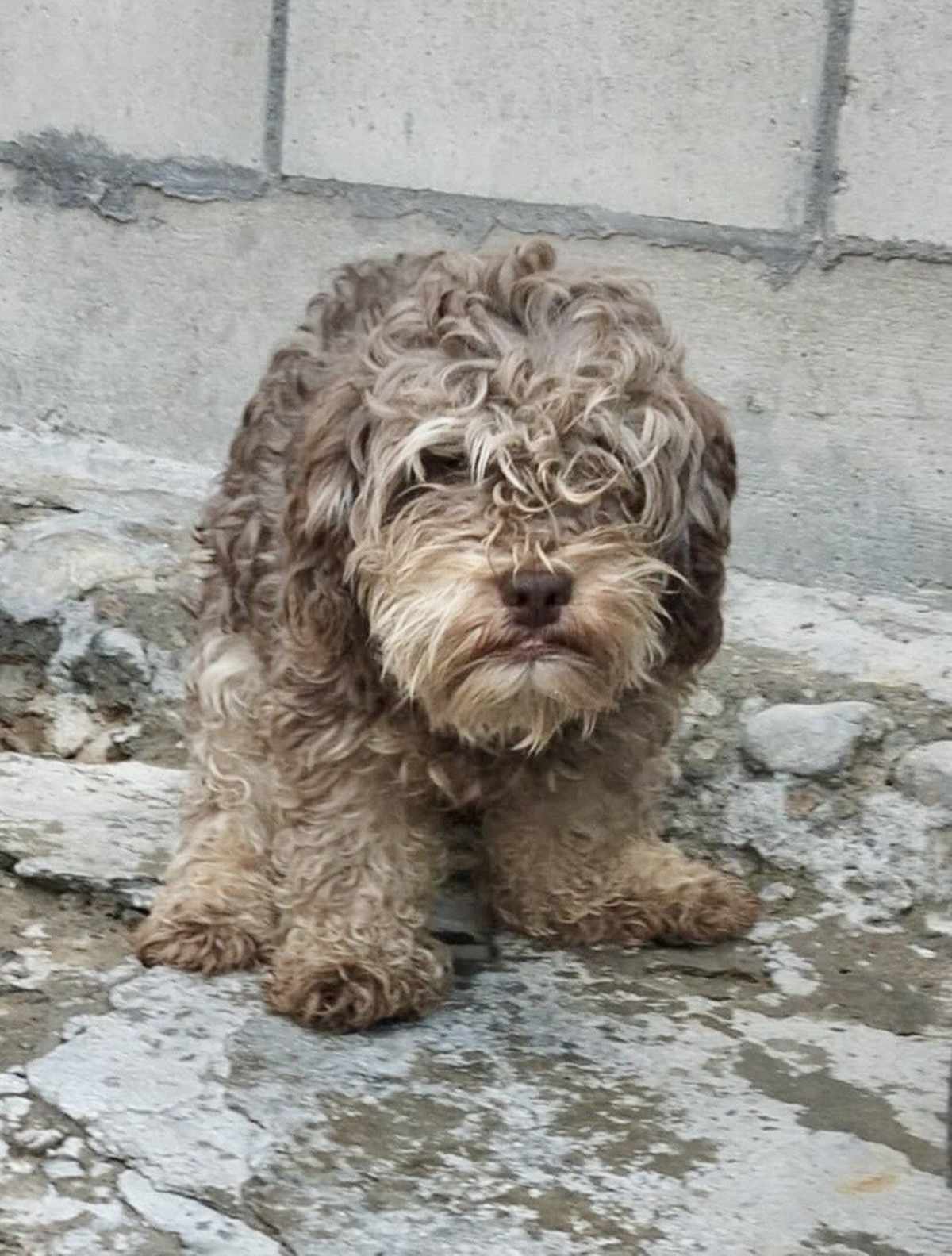 CHOCO - Poodle (Toy or Tea Cup) available for adoption