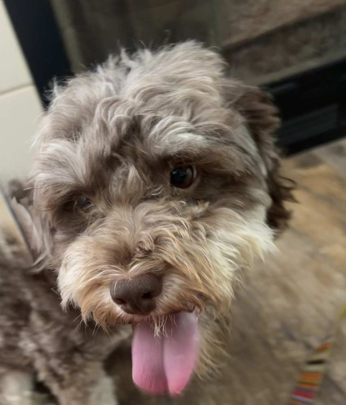 CHOCO - Poodle (Toy or Tea Cup) available for adoption