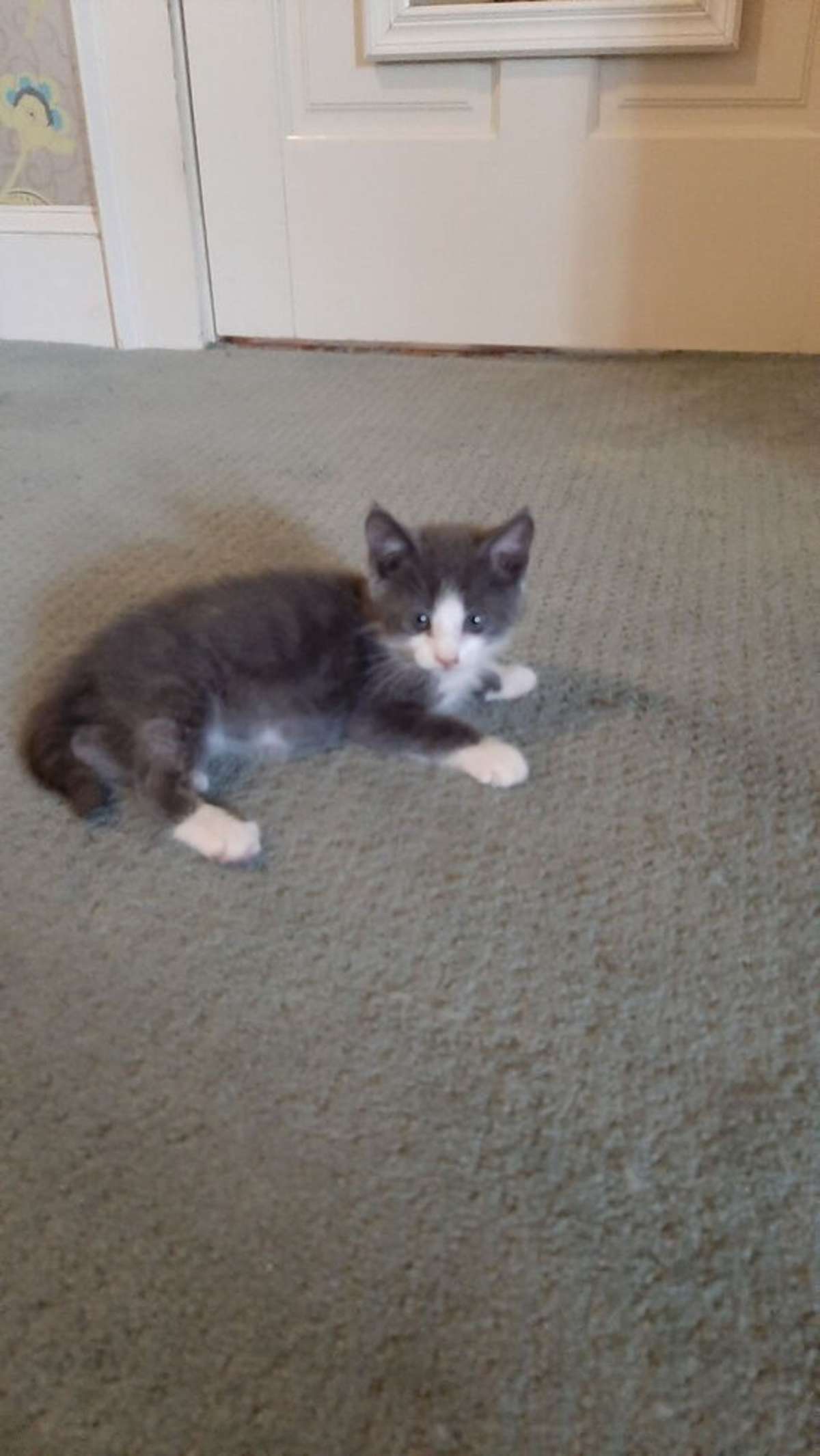 STARBURST - Domestic Mediumhair available for adoption