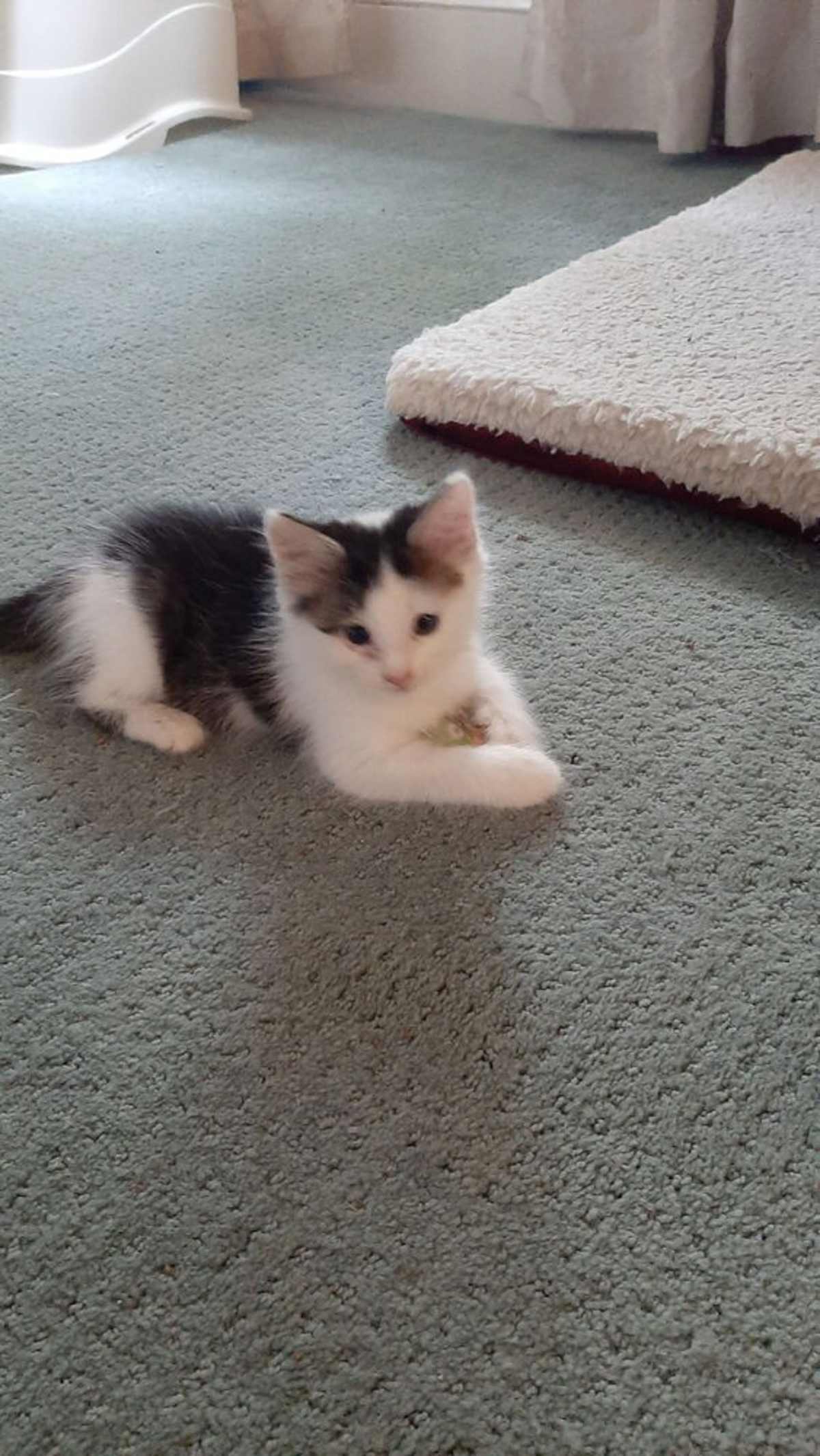 JUICY FRUIT - Domestic Mediumhair available for adoption