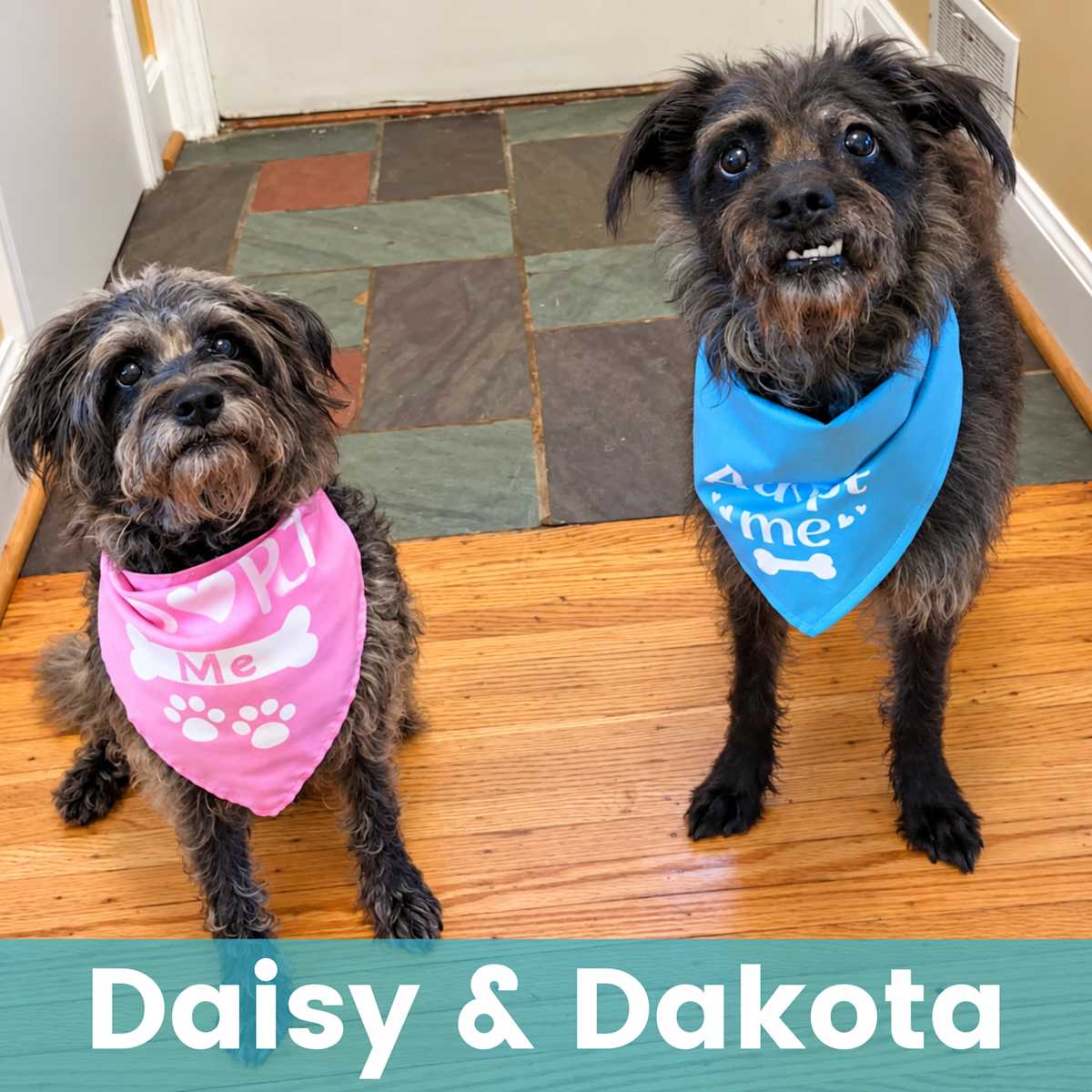 DAISY & DAKOTA - Mixed Breed (Small) available for adoption