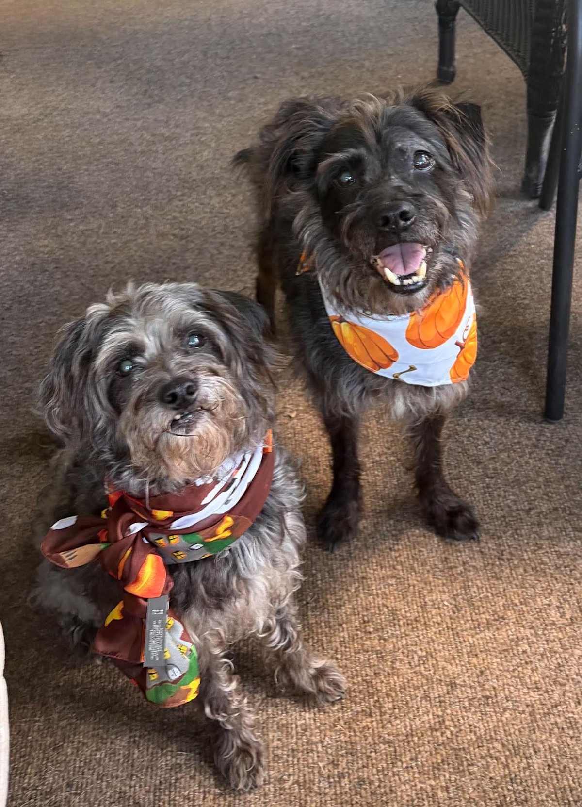 DAISY & DAKOTA - Mixed Breed (Small) available for adoption