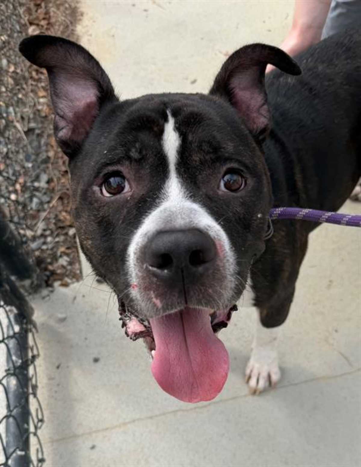 BEAU - American Pit Bull Terrier available for adoption