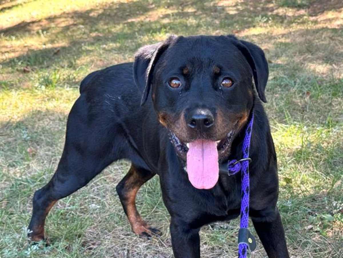 CALLIOPE - Rottweiler available for adoption